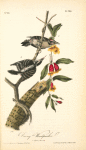 Downy Woodpecker, 1. Male 2. Female