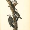 Red-cockaded Woodpecker, 1. and 2. Males 3. Female