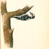 Audubon's Woodpecker, Male