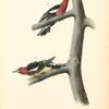 Red-breasted Woodpecker, 1. Male 2. Female