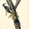 Arctic three-toed Woodpecker, 1. and 2. Males 3. Female