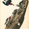 Red-headed Woodpecker, 1. Males 2. Female 3. Young