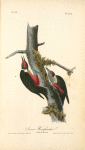 Lewi's Woodpecker, 1. Male 2. Female