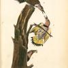 Golden-winged Woodpecker, 1. Male 2. Females