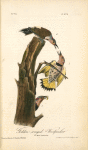 Golden-winged Woodpecker, 1. Male 2. Females