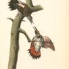 Red-shafted Woodpecker, 1. Male 2. Female