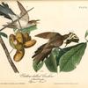 Yellow-billed Cuckoo, 1. Male 2. Female (Papaw Tree. [Porcelia triloba])