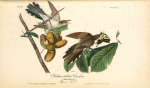 Yellow-billed Cuckoo, 1. Male 2. Female (Papaw Tree. [Porcelia triloba])