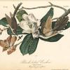 Black-billed Cuckoo, 1. Male 2. Female (Magnolia grandiflora)