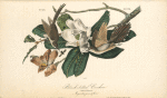 Black-billed Cuckoo, 1. Male 2. Female (Magnolia grandiflora)