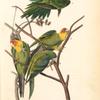 Carolina Parrot or Parrakeet, 1. and 2. Males 3. Female 4. Young (Cockle bur [Xanthium Strumarium])
