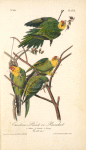 Carolina Parrot or Parrakeet, 1. and 2. Males 3. Female 4. Young (Cockle bur [Xanthium Strumarium])