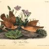 Key-West Dove, 1. Male 2. Female