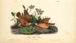 Key-West Dove, 1. Male 2. Female