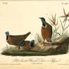 Blue-headed Ground Dove or Pigeon, 1. Male 2. Females
