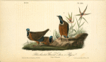 Blue-headed Ground Dove or Pigeon, 1. Male 2. Females