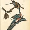 Passenger Pigeon, 1. Male 2. Female