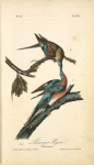 Passenger Pigeon, 1. Male 2. Female