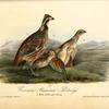 Common American Partridge, 1. Male 2. Female 3. Young
