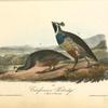 Californian Partridge, 1. Male 2. Female