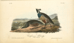 Californian Partridge, 1. Male 2. Female