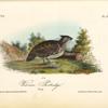 Welcome Partridge, Young