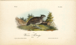 Welcome Partridge, Young