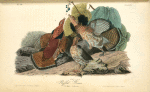 Ruffed Grouse, 1. and 2. Males 3. Females