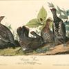 Canada Grouse, 1. and 2. Males 3. Females (4. Trillium pictum. 5. Streptopus distortus.)
