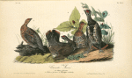 Canada Grouse, 1. and 2. Males 3. Females (4. Trillium pictum. 5. Streptopus distortus.)