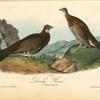 Dusky Grouse, 1. Male 2. Female