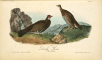 Dusky Grouse, 1. Male 2. Female