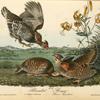 Pinnated Grouse, 1. and 2. Males 3. Female (Lilium Superbum)