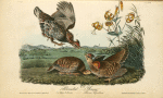 Pinnated Grouse, 1. and 2. Males 3. Female (Lilium Superbum)