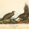 Cock of the Plains, 1. Male 2. Female