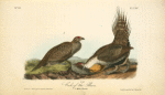 Cock of the Plains, 1. Male 2. Female