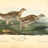 Sharp-tailed Grouse, 1. Male 2. Female