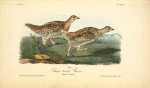 Sharp-tailed Grouse, 1. Male 2. Female