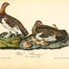 Willow Ptarmigan, 1. Male 2. Female and Young
