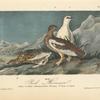 Rock Ptarmigan, 1. Male, Winter plumage 2. Female, Summer plumage 3. Young in August