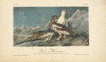 Rock Ptarmigan, 1. Male, Winter plumage 2. Female, Summer plumage 3. Young in August