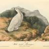 White-tailed Ptarmigan, Adult in Winter plumage