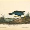 Purple Gallinule, Adult Male, Spring plumage