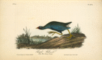 Purple Gallinule, Adult Male, Spring plumage
