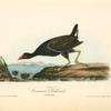 Common Gallinule, Adult Male