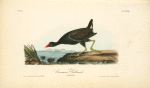 Common Gallinule, Adult Male