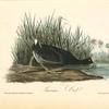 American Coot