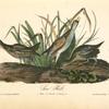 Sora Rail, 1. Male 2. Female 3. Young