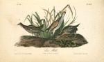 Sora Rail, 1. Male 2. Female 3. Young