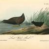 Least Water-Rai, 1. Adult Male 2. Young
